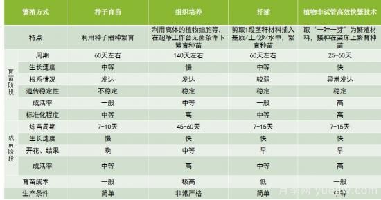 中華紅葉楊，世界唯一的高大喬木彩色速生樹種(圖3)