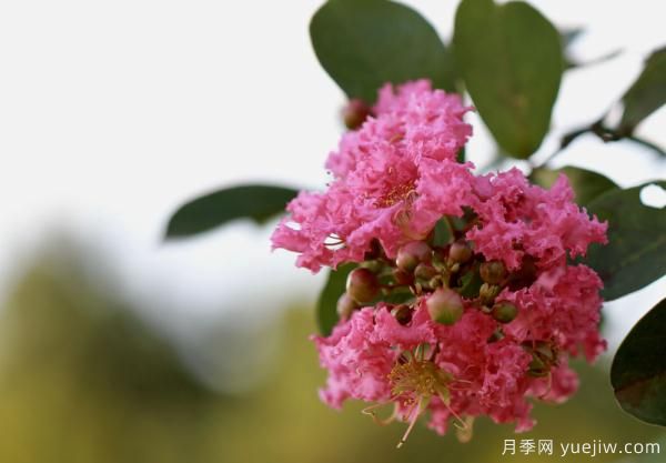 誰說花無百日紅？紫薇就是與眾不同(圖1)