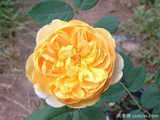 適合庭院的6個藤本月季，以及移栽時間和牽引辦法(圖5)