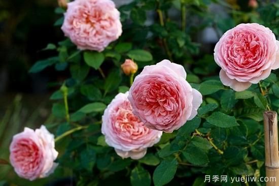 適合庭院的6個藤本月季，以及移栽時間和牽引辦法(圖8)