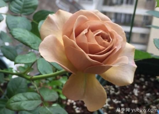 拿鐵咖啡、加百列、糖果雪山、銅管樂(lè)隊(duì)等月季值得入手嗎？(圖1)
