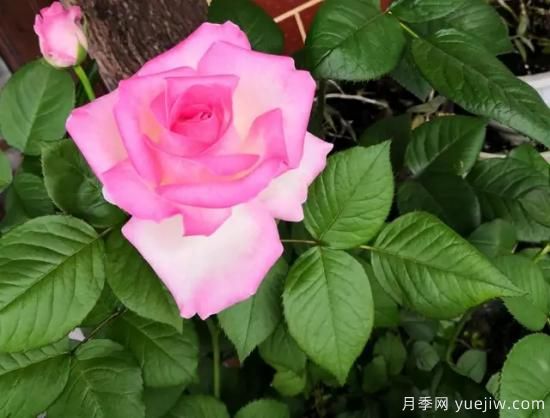 拿鐵咖啡、加百列、糖果雪山、銅管樂(lè)隊(duì)等月季值得入手嗎？(圖3)