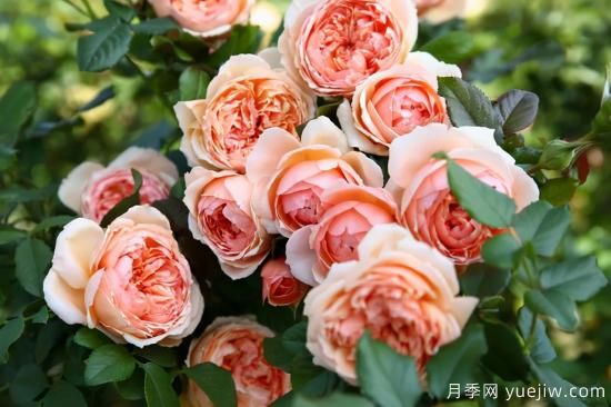 推薦適合陽臺的11種月季，漂亮好養(yǎng)四季開花(圖2)