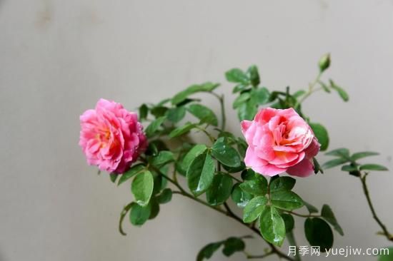 推薦適合陽臺的11種月季，漂亮好養(yǎng)四季開花(圖4)