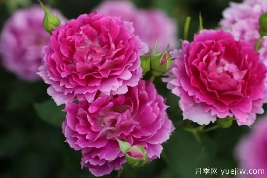 推薦適合陽臺的11種月季，漂亮好養(yǎng)四季開花(圖6)