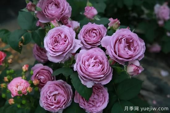 推薦適合陽臺的11種月季，漂亮好養(yǎng)四季開花(圖7)