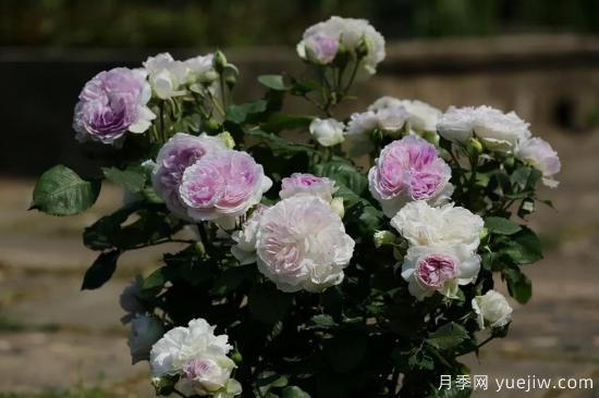 推薦適合陽臺的11種月季，漂亮好養(yǎng)四季開花(圖8)