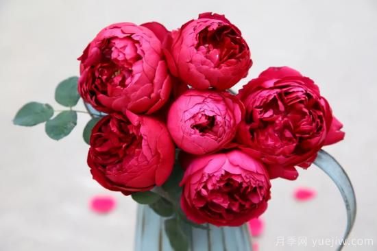 推薦適合陽臺的11種月季，漂亮好養(yǎng)四季開花(圖10)
