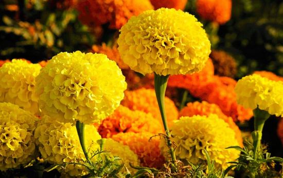 100種常見花卉的栽培大全，送給愛養(yǎng)花的你(圖1)