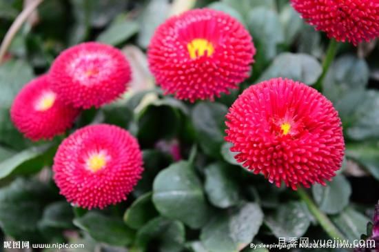 100種常見花卉的栽培大全，送給愛養(yǎng)花的你(圖3)