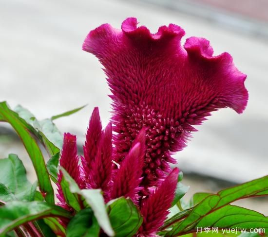 100種常見花卉的栽培大全，送給愛養(yǎng)花的你(圖4)