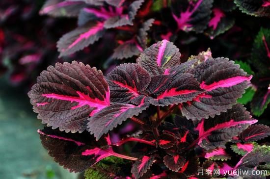 100種常見花卉的栽培大全，送給愛養(yǎng)花的你(圖6)