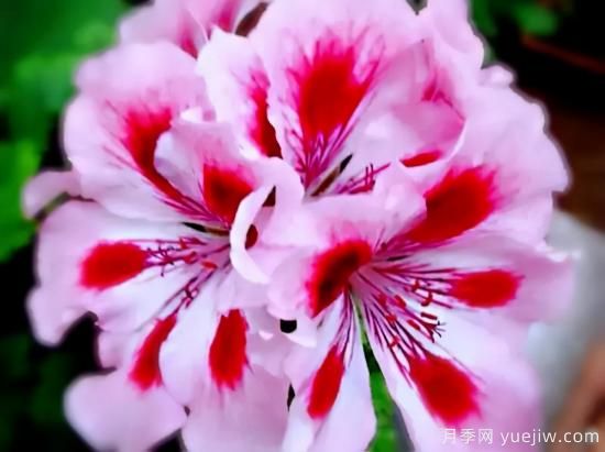 100種常見花卉的栽培大全，送給愛養(yǎng)花的你(圖7)