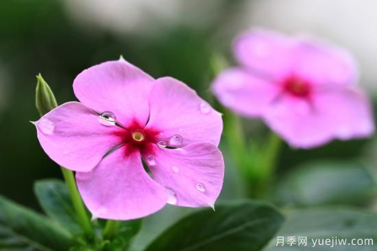 100種常見花卉的栽培大全，送給愛養(yǎng)花的你(圖9)