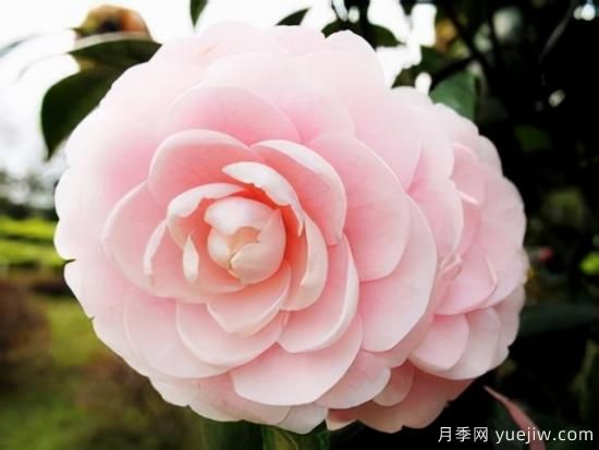 100種常見花卉的栽培大全，送給愛養(yǎng)花的你(圖11)