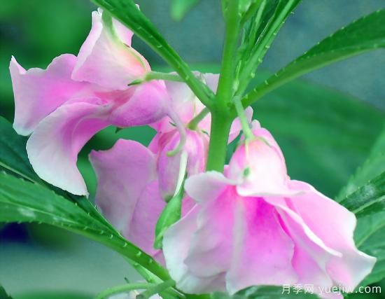 100種常見花卉的栽培大全，送給愛養(yǎng)花的你(圖12)