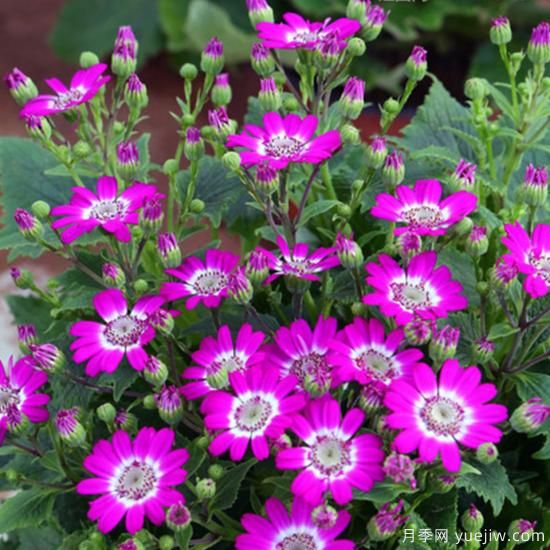100種常見花卉的栽培大全，送給愛養(yǎng)花的你(圖16)
