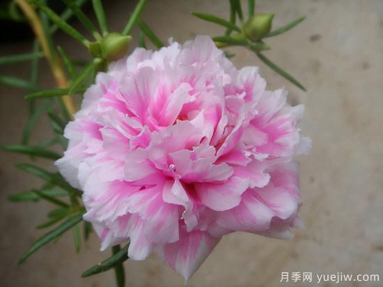 100種常見花卉的栽培大全，送給愛養(yǎng)花的你(圖13)