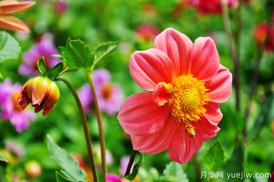 100種常見花卉的栽培大全，送給愛養(yǎng)花的你(圖14)
