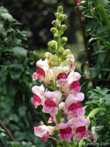 100種常見花卉的栽培大全，送給愛養(yǎng)花的你(圖15)
