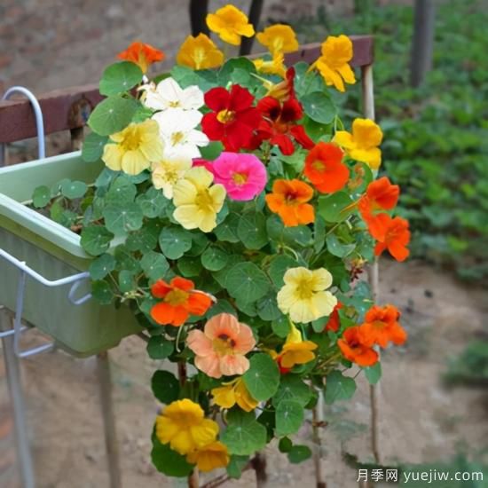 100種常見花卉的栽培大全，送給愛養(yǎng)花的你(圖17)