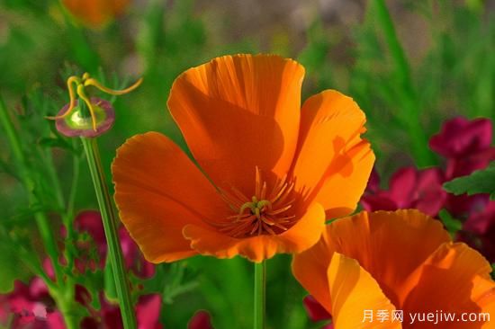 100種常見花卉的栽培大全，送給愛養(yǎng)花的你(圖19)