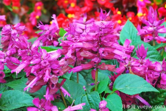 100種常見花卉的栽培大全，送給愛養(yǎng)花的你(圖20)
