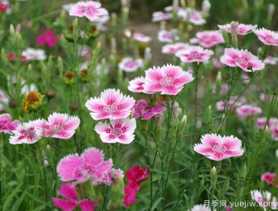 100種常見花卉的栽培大全，送給愛養(yǎng)花的你(圖24)