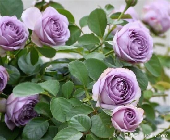 紫色月季花有哪些品種？分享30款紫色月季(圖2)