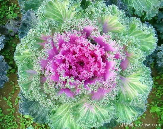 100種常見花卉的栽培大全，送給愛養(yǎng)花的你(圖23)