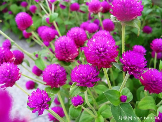 100種常見花卉的栽培大全，送給愛養(yǎng)花的你(圖25)