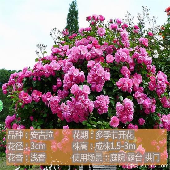 精挑推薦十個月季花品種，爭奇斗艷形態(tài)顏色各異(圖3)