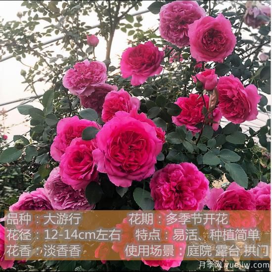 精挑推薦十個月季花品種，爭奇斗艷形態(tài)顏色各異(圖4)