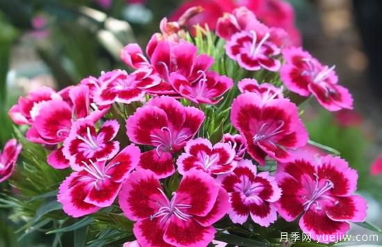 100種常見花卉的栽培大全，送給愛養(yǎng)花的你(圖28)