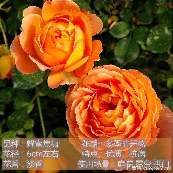 精挑推薦十個月季花品種，爭奇斗艷形態(tài)顏色各異(圖5)
