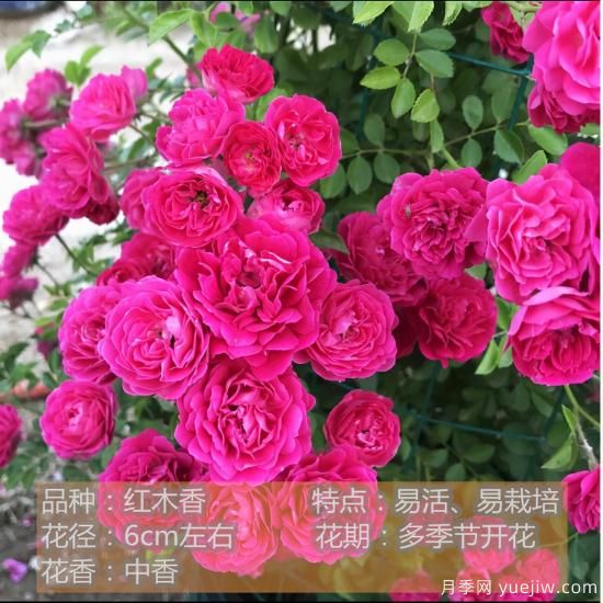 精挑推薦十個月季花品種，爭奇斗艷形態(tài)顏色各異(圖6)