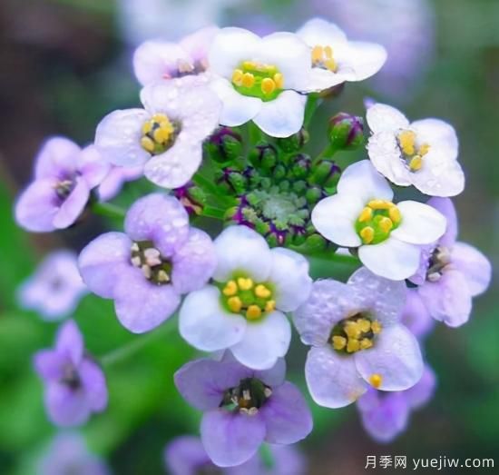 100種常見花卉的栽培大全，送給愛養(yǎng)花的你(圖29)
