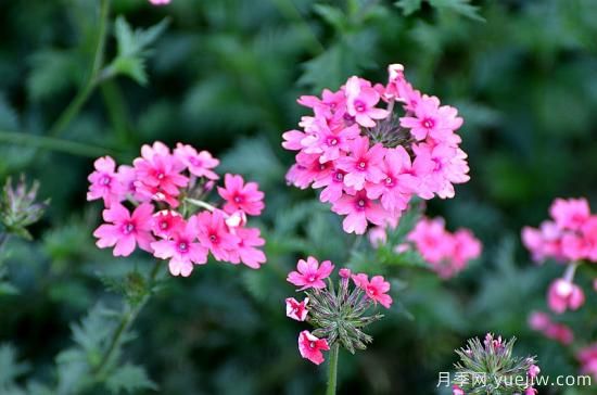 100種常見花卉的栽培大全，送給愛養(yǎng)花的你(圖30)