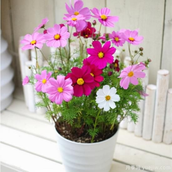 100種常見花卉的栽培大全，送給愛養(yǎng)花的你(圖31)