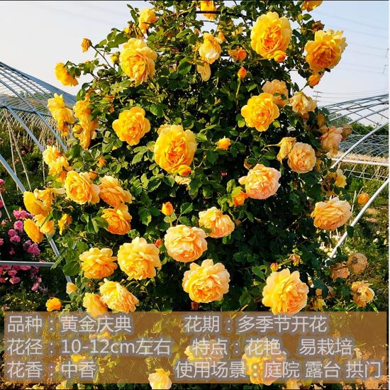 精挑推薦十個月季花品種，爭奇斗艷形態(tài)顏色各異(圖7)