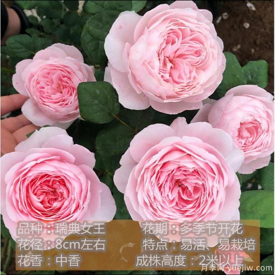 精挑推薦十個月季花品種，爭奇斗艷形態(tài)顏色各異(圖8)