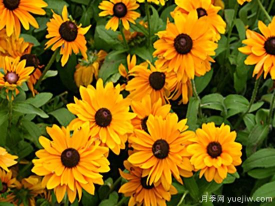 100種常見花卉的栽培大全，送給愛養(yǎng)花的你(圖32)