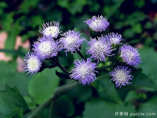 100種常見花卉的栽培大全，送給愛養(yǎng)花的你(圖33)
