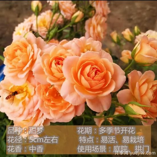 精挑推薦十個月季花品種，爭奇斗艷形態(tài)顏色各異(圖9)