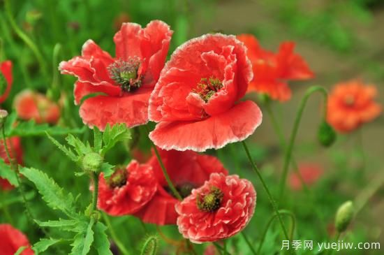 100種常見花卉的栽培大全，送給愛養(yǎng)花的你(圖36)