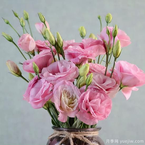 100種常見花卉的栽培大全，送給愛養(yǎng)花的你(圖37)