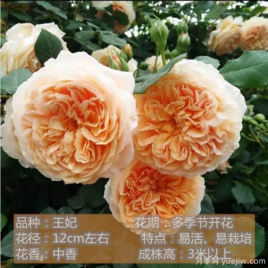 精挑推薦十個月季花品種，爭奇斗艷形態(tài)顏色各異(圖10)