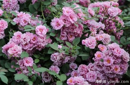 紫色月季花有哪些品種？分享30款紫色月季(圖18)