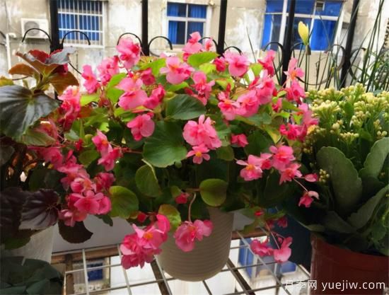 100種常見花卉的栽培大全，送給愛養(yǎng)花的你(圖42)