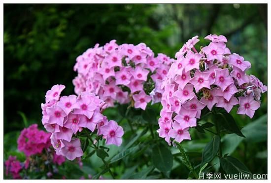100種常見花卉的栽培大全，送給愛養(yǎng)花的你(圖43)